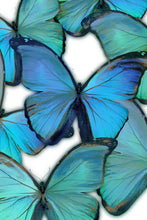 Load image into Gallery viewer, Floating Tempered Glass with Foil - Blue Butterflies by Classy Art SF1223