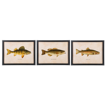 Load image into Gallery viewer, Framed Fish Wall Decor (3pc ppk) by Ganz CB186862