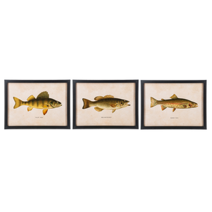 Framed Fish Wall Decor (3pc ppk) by Ganz CB186862