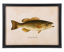 Load image into Gallery viewer, Framed Fish Wall Decor (3pc ppk) by Ganz CB186862