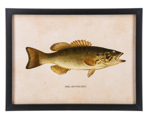 Framed Fish Wall Decor (3pc ppk) by Ganz CB186862