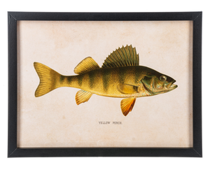 Framed Fish Wall Decor (3pc ppk) by Ganz CB186862