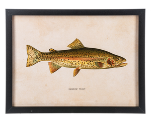 Framed Fish Wall Decor (3pc ppk) by Ganz CB186862